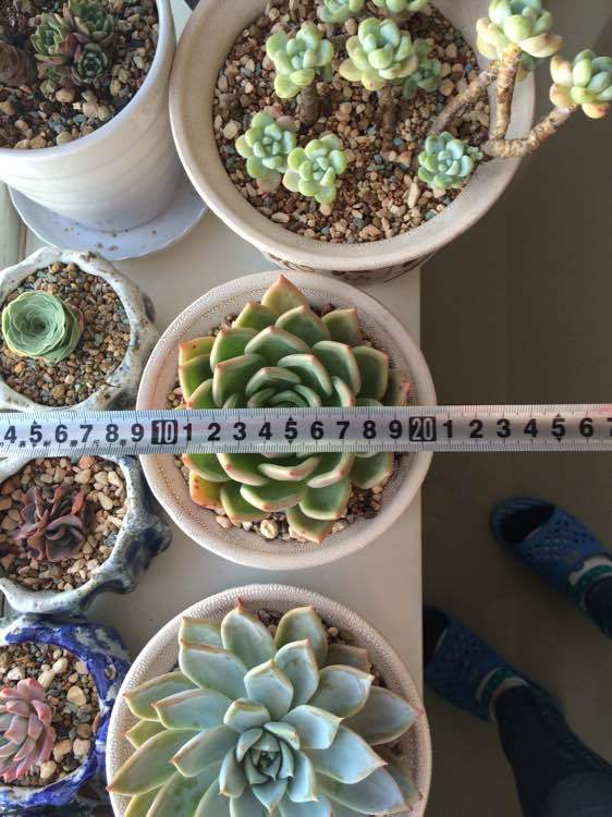 三亿体育官网:梅花社区:“浓情重阳”文艺演出(图2) 三亿体育