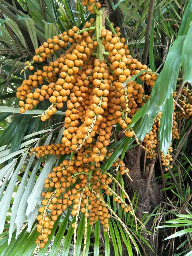 王牌战士体验服更新情报 新选手多米尼克剧透|三亿体育(图2) 三亿体育官网