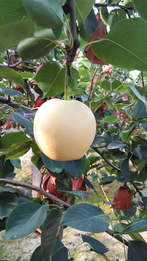 三亿体育手机版