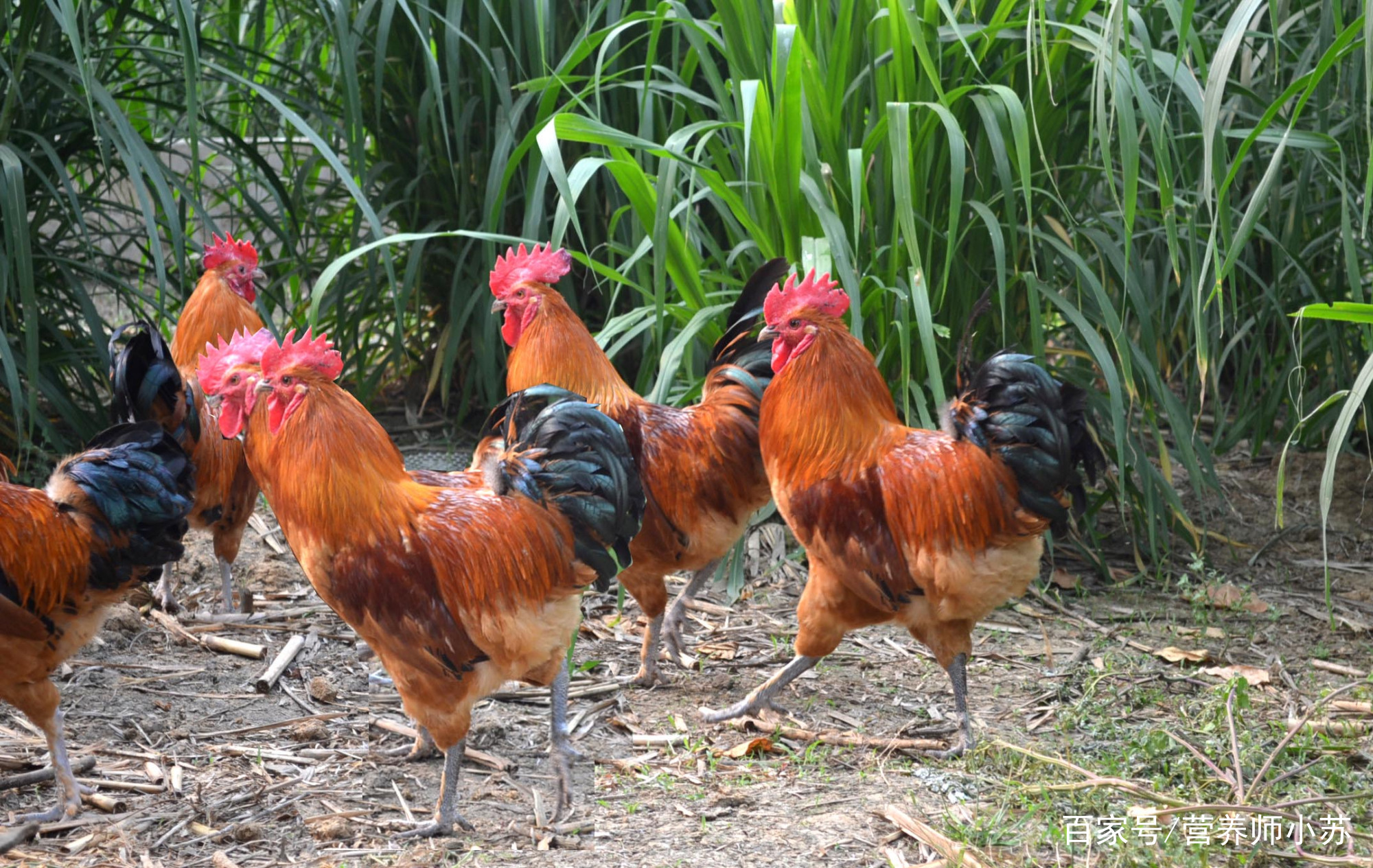 三亿体育官网-四川将严控有色金属产业新增产能 加快退出过剩产能(图3) 三亿体育手机版